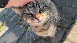 Cute Cat Meowing  Cat Sounds (Winnie)