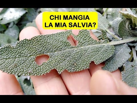 CHI MANGIA LA SALVIA