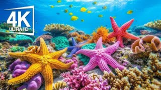 12 Hours of Stunning Aquarium Relax Music, Beautiful Aquarium Coral Reef Fish, Relaxing Ocean Fish