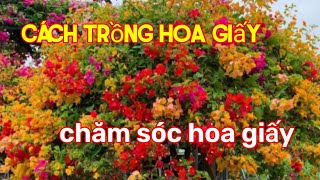 Bí Kíp Trồng Và Chăm Sóc Hoa Giấy Ngũ Sắc Siêu Đẹp – Namix