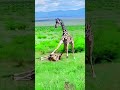 Tiger vs Giraffe Fight in the Wild #shorts