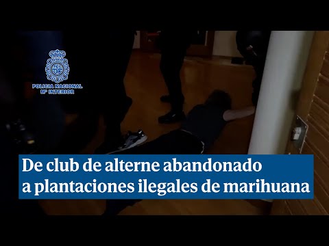 De club de alterne abandonado a la mayor plantación ilegal de marihuana de una banda criminal