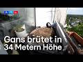 34 Meter hoch! Kanadagans brütet auf Balkon im neunten Stock in Bielefeld