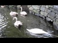Swans in stavanger norway cleaning up pond