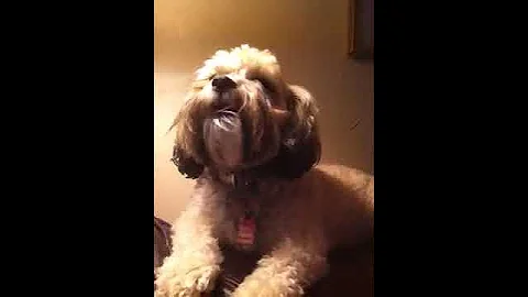 Bella singing Happy Birthday to Sarah Dowdy