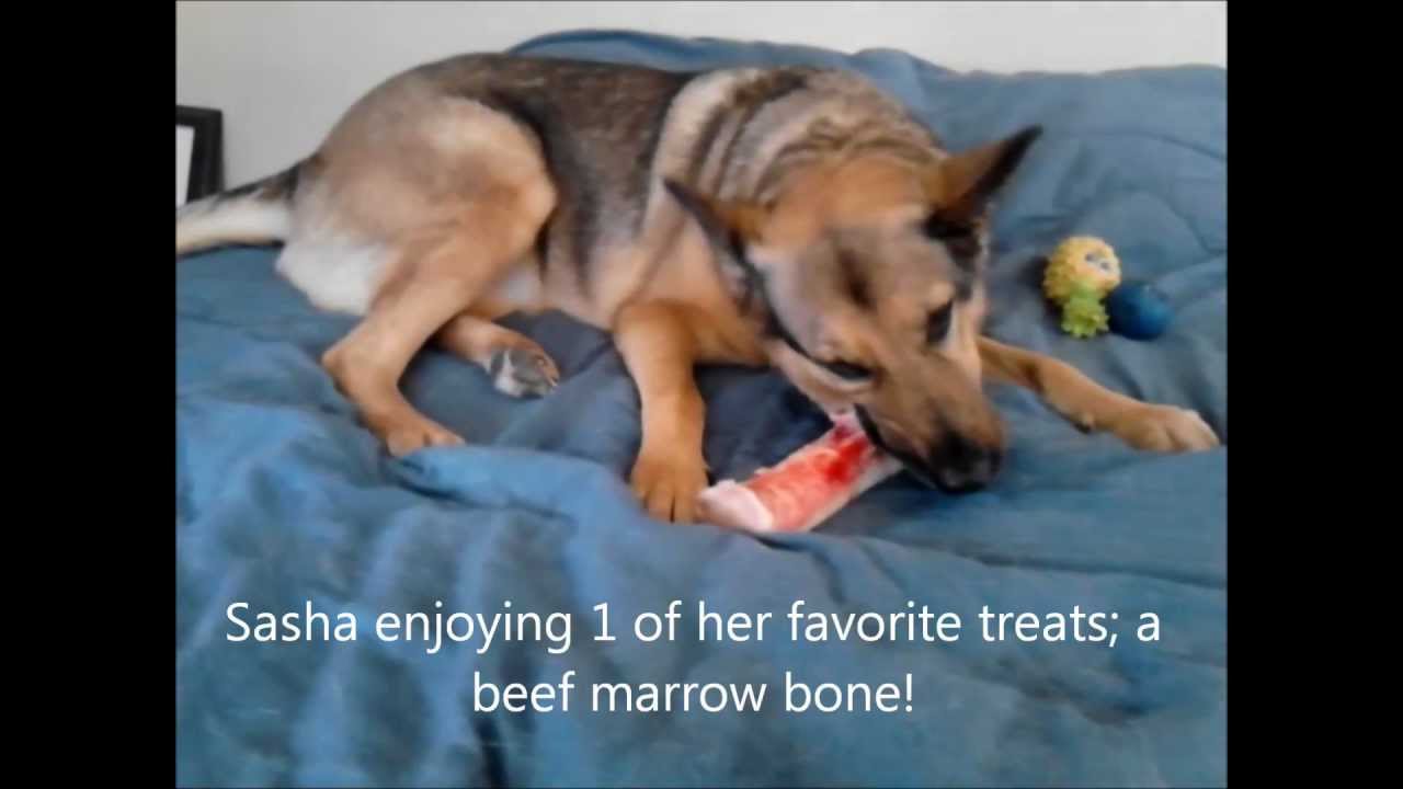 Can dogs eat steak bones?