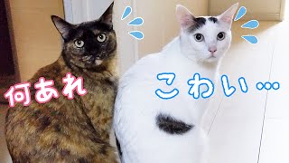 新しいモニターにビビりまくる猫たち