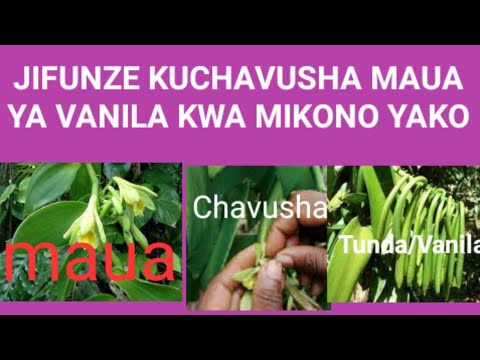 Video: Uchavushaji wa Pilipili kwa Mikono - Jinsi ya Kuchavusha Mimea ya Pilipili kwa Mkono