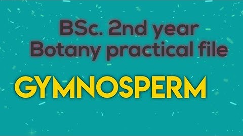 BSc 2nd year BOTANY practical file/ GYMNOSPERM