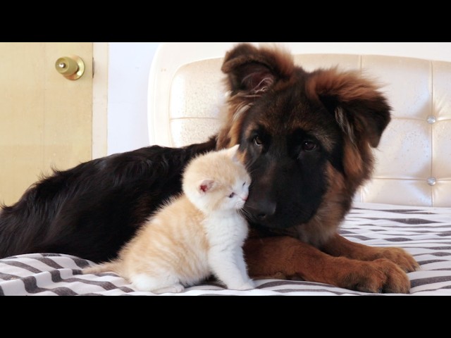 My German Shepherd Fell In Love With Kittens From A Young Age