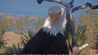 May 3 afternoon with Jackie and Shadow FOBBV CAM Big Bear Bald Eagle Live Nest Cam 1\/Wide View Cam 2