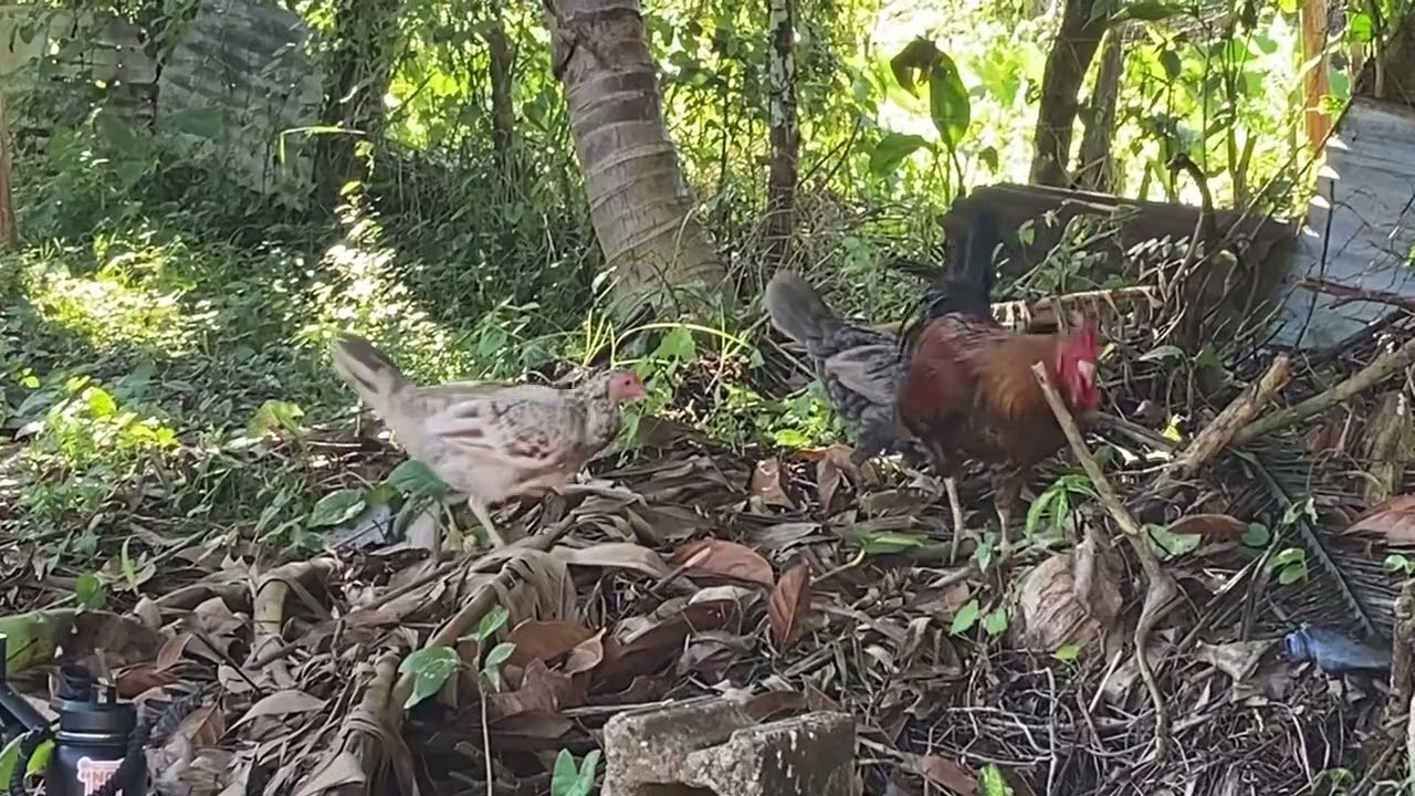 Check out this roster trying to  eat this dumpling that stuck in it mouth 