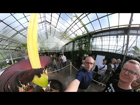 titanenwurz-im-botanischen-garten-bochum-(live-reportage)