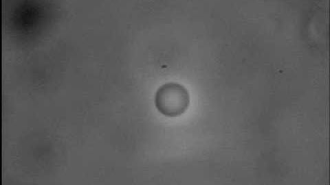 Microbubble-Trapping.wmv