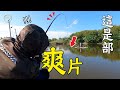 爆拉龍虎斑！第一次拍攝養殖場，結果就是...「網友約釣系列」 #鵝大人 #路亞 #釣魚