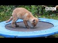 Adorable fox cubs bounce on trampoline | Springwatch - BBC