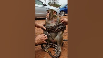 Poor monkey being coiled by a python #shorts #animals