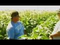 Delbert Wheeler Jr. on growing Yakama Tobacco