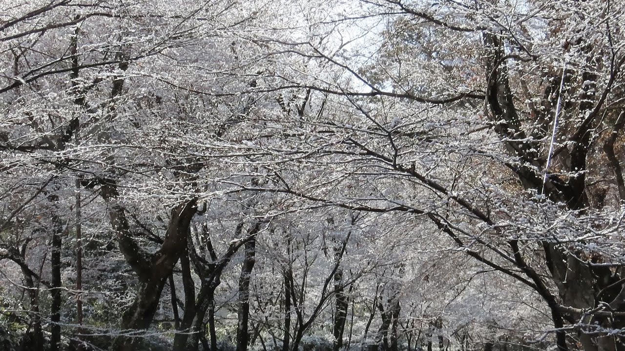 雪まとうモミジのしずか光明寺　2026