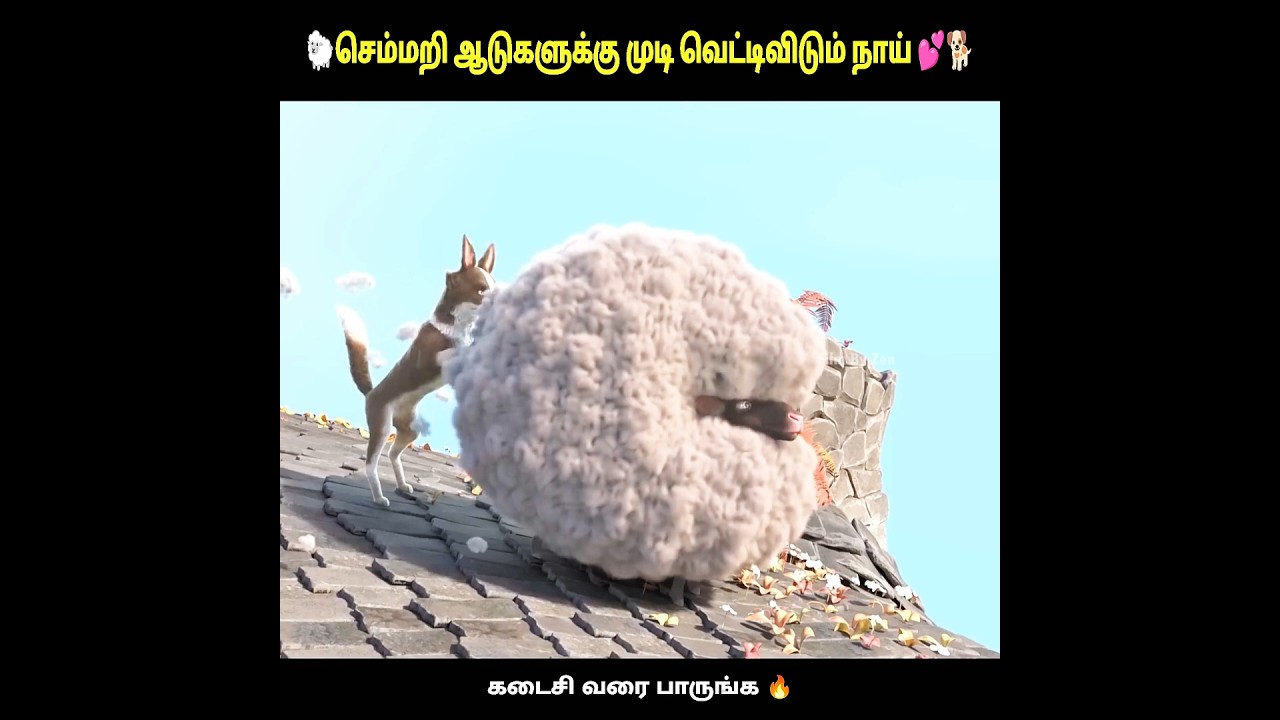 ஆடுகளுக்கு முடி வெட்டிவுடும் நாய் ❤️🐑|#dog #doglove #animals #shorts #trending