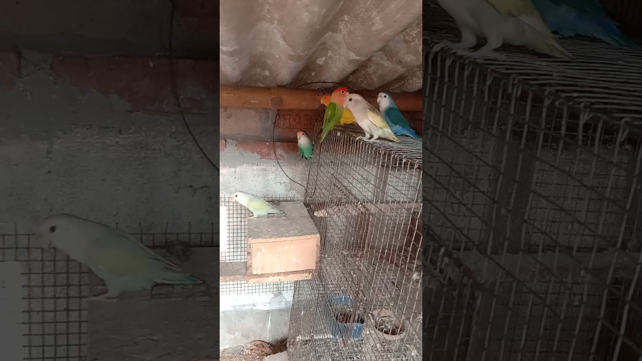 ❤️love birds breeding colony ❤️