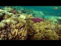 Marsa Alam Three Corners Fayrouz Plaza Hausriff Sony FDR X3000RFDI 4K