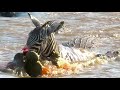 Zebra Gets Eaten By Hungry Crocodiles Zebra Gets Eaten By Hungry Crocodiles