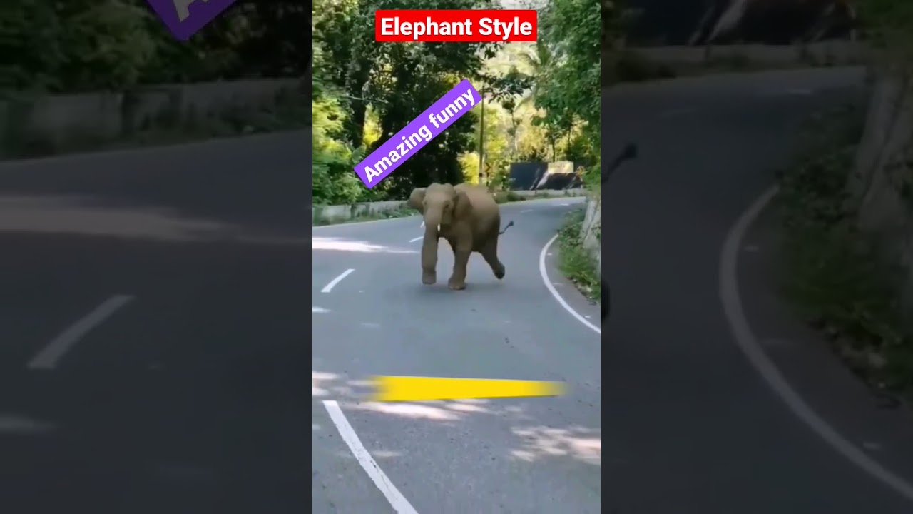 Elephant style.funny elephant#shorts #viralvideo #4k video