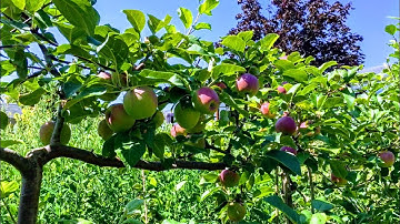 Summer Pruning Espalier Apple and Pear Trees