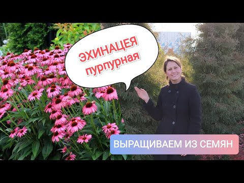 Video: Lule Echinacea purpurea