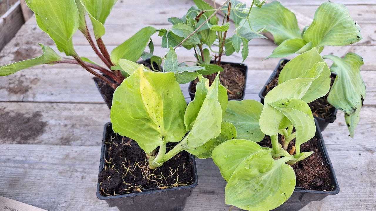 Хости від ФЛОРІУМ. Прогулянка по саду