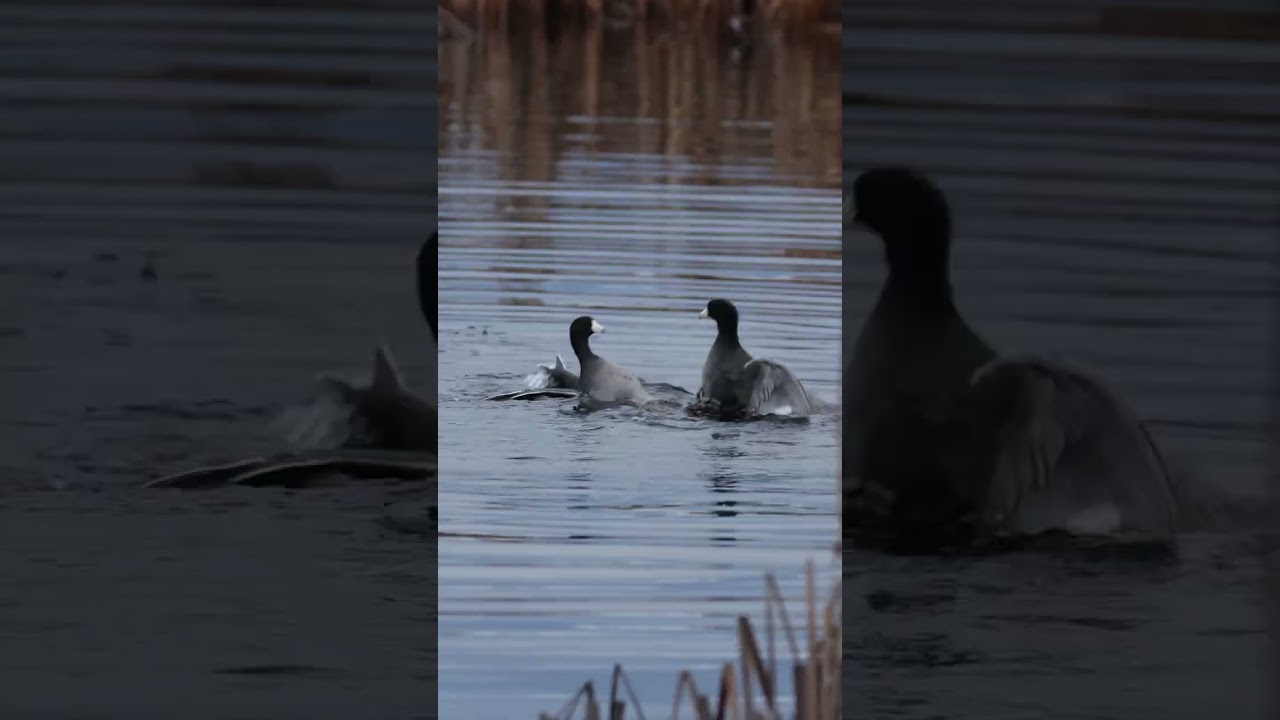 Battle of the Coots!!!