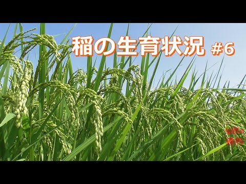 【稲作】稲の生育状況  #6　2020 8 24