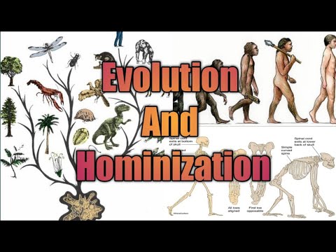 Evolution And Hominization Process | UPSC Anthropology