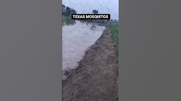 Mosquitos Attack Field #shorts #mosquito #viral
