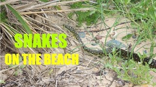 Snake on the Beach in Australia