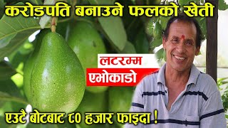 करोडपति बनाउने फल Avocado को खेती कसरी गर्ने? एउटै बोटबाट फल्न सक्छ ८० हजारको फल | Nepal Chitra