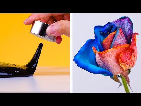 7 Easy Experiments That Will Have Your Mind Boggled & Other Easy DIY Crafts by Blossom