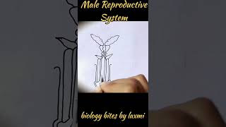 Male Reproductive System easy draw, Reproductive System of males #easytrick #biology#shorts