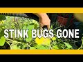 Getting Rid of Stink Bugs Vacuum Method