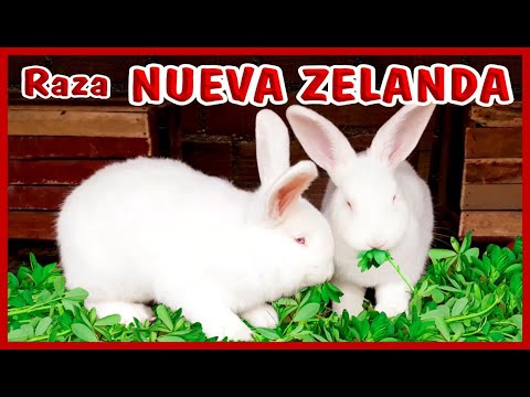 Conejos raza NUEVA ZELANDA / Rabbits breed NEW ZEALAND