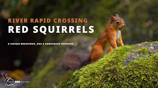 Red Squirrels - Dangerous River Crossing! (Cinematic Film)