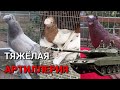 ШОУ БИЗНЕС-КЛАСС. Узбекские двухчубые голуби. Tauben. Pigeons