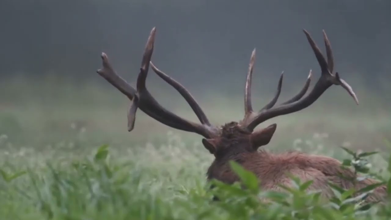 elk sounds
