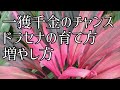 【ガーデニング】ドラセナの育て方、増やし方〜根が出たドラセナは土に植えたら根がつくのか？一獲千金のチャンスあり⁉️【園芸】