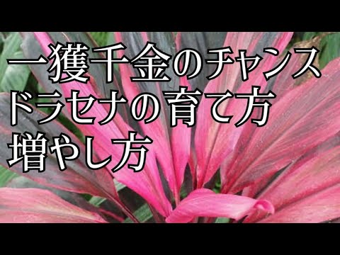 ガーデニング ドラセナの育て方 増やし方 根が出たドラセナは土に植えたら根がつくのか 一獲千金のチャンスあり 園芸 Youtube