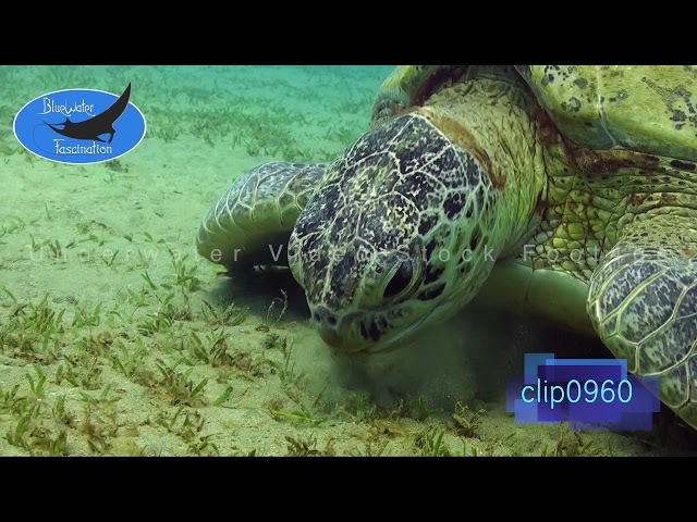 0960_Green Sea Turtle picking sea grass. HD Underwater Royalty Free Stock Footage.