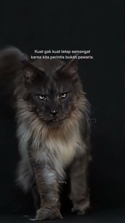 kita perintis bukan pewaris#viralshorts #videoshortsviral #tiktok #storywa