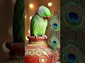parrot sit on pot #parrot #viralshortsvideo #ytshorts #birds #birdsounds