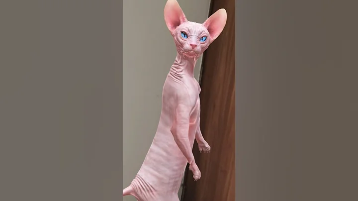 Video 10335561: meow cute cat dance, meow funny cats dancing